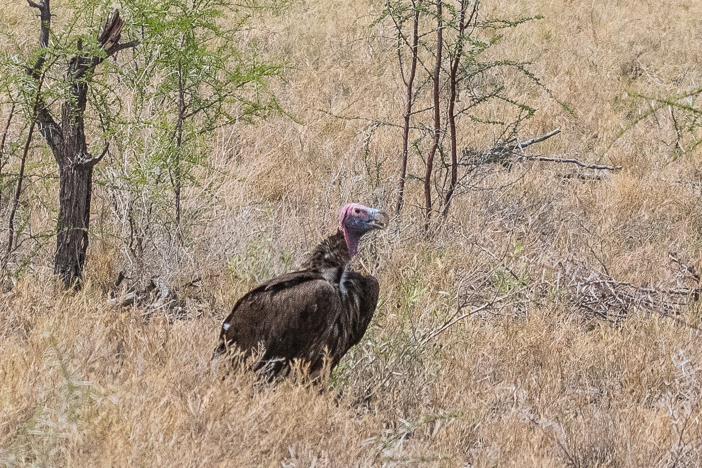 Vautour Oricou adulte (Lappet-faced vulture, Torgos tracheliotos), Namutoni, Parc National d'Etosha, Namibie.